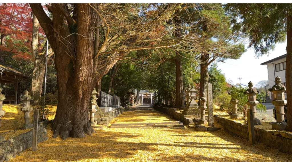 名張市夏見にある積田神社の銀杏の葉の黄金の絨毯